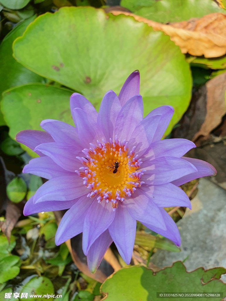 莲花