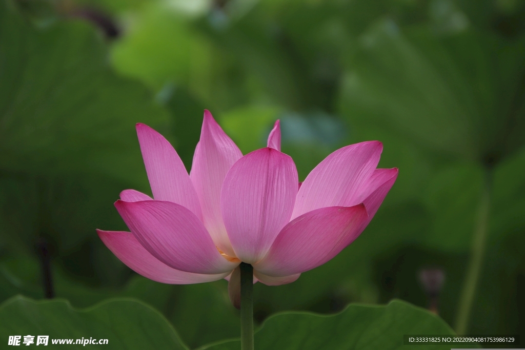 莲花
