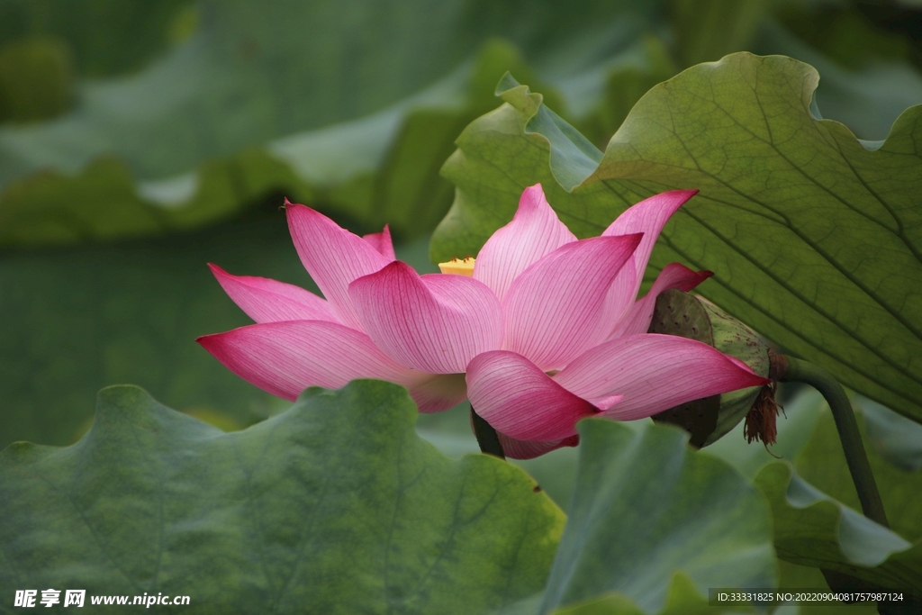莲花