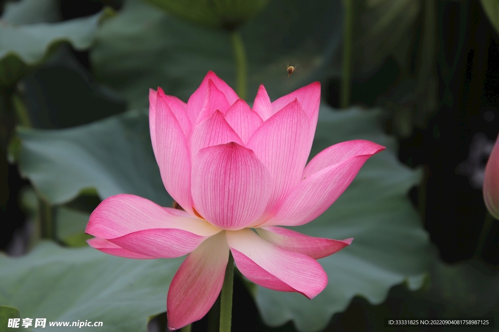莲花