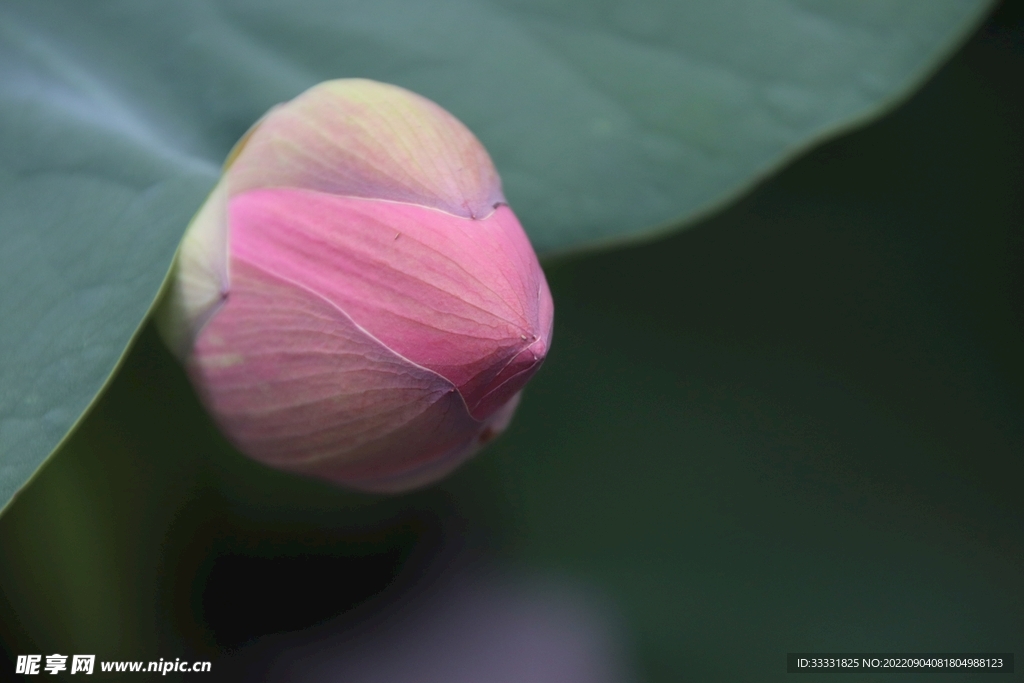 莲花