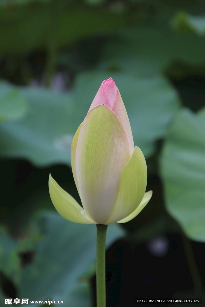 莲花