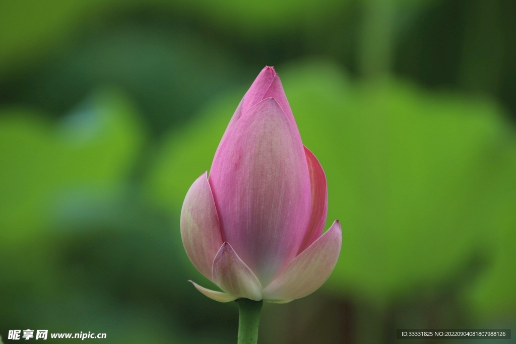 莲花