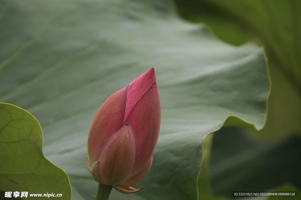 莲花