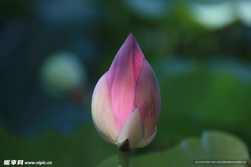 莲花