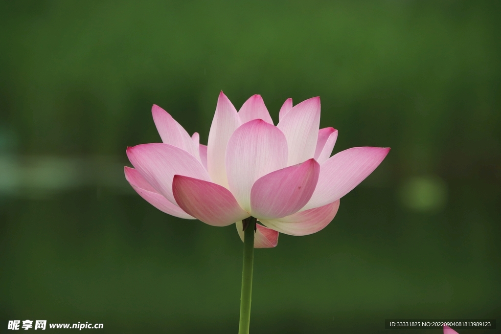 莲花