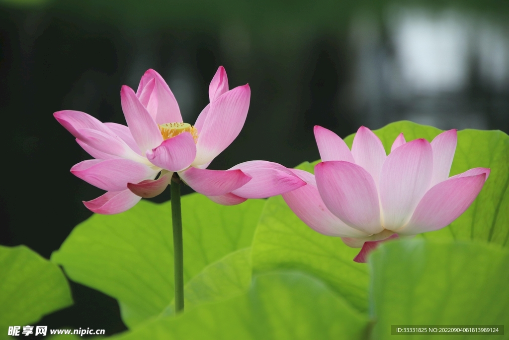 莲花