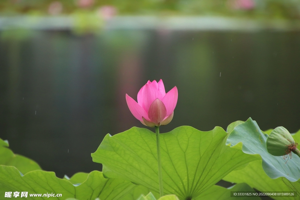 莲花