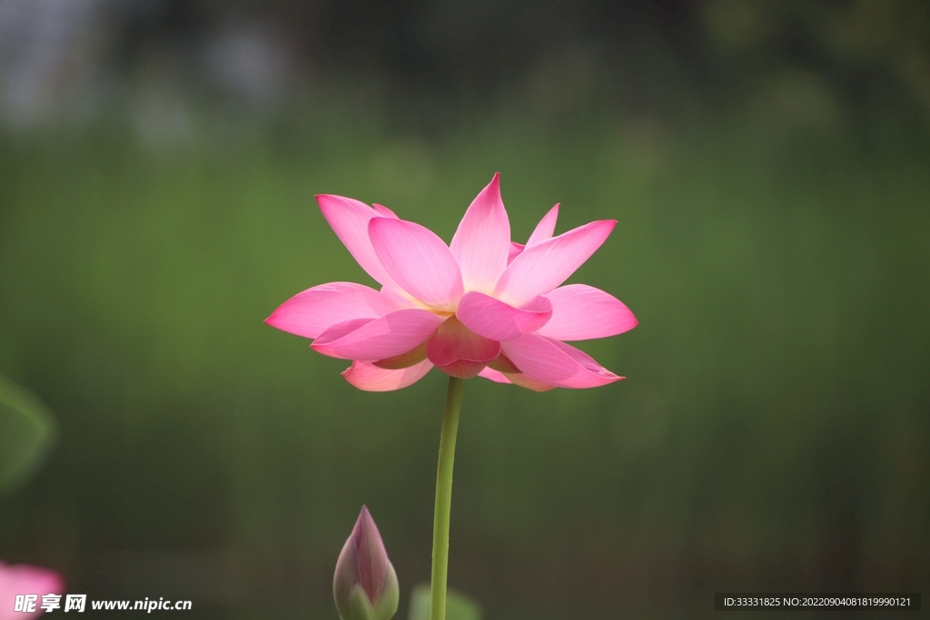 莲花