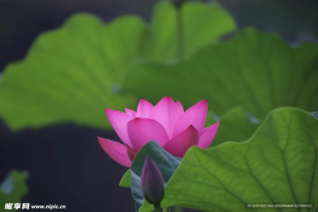 莲花