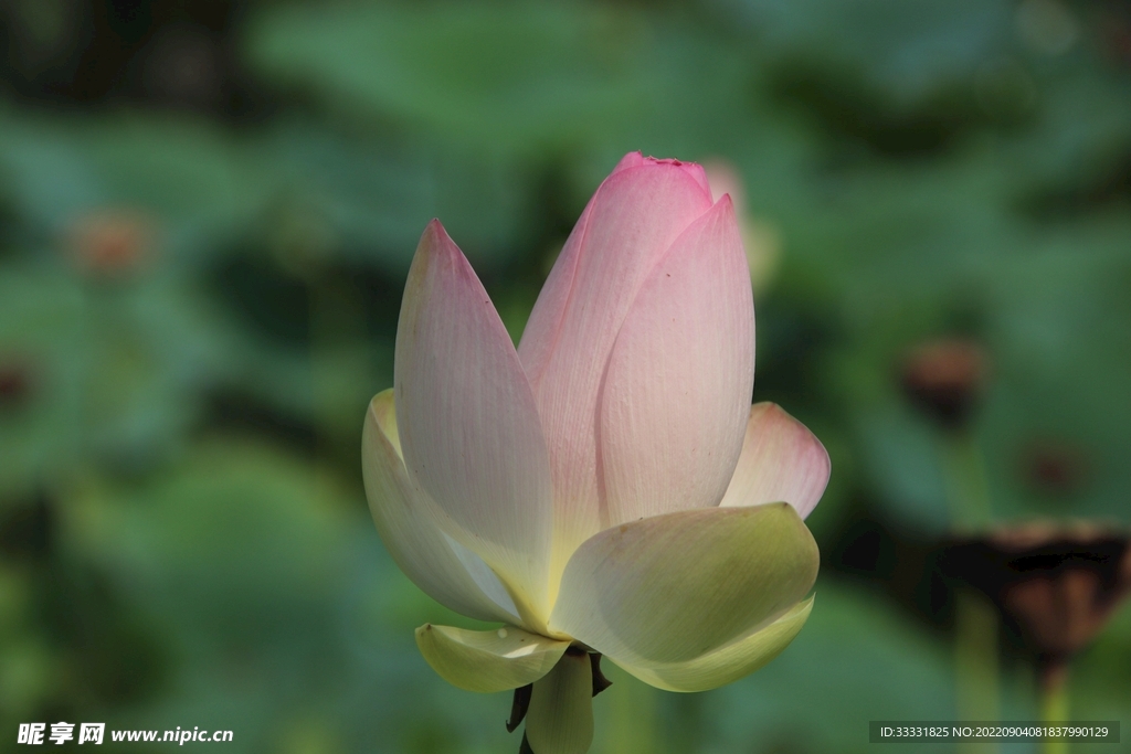 莲花