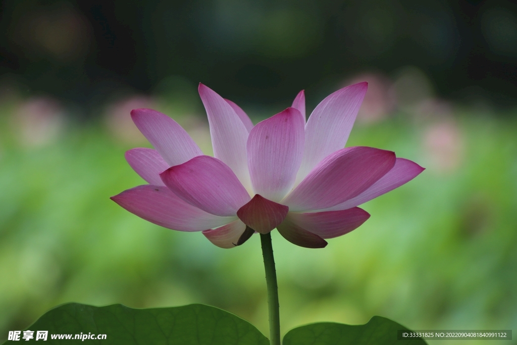 莲花
