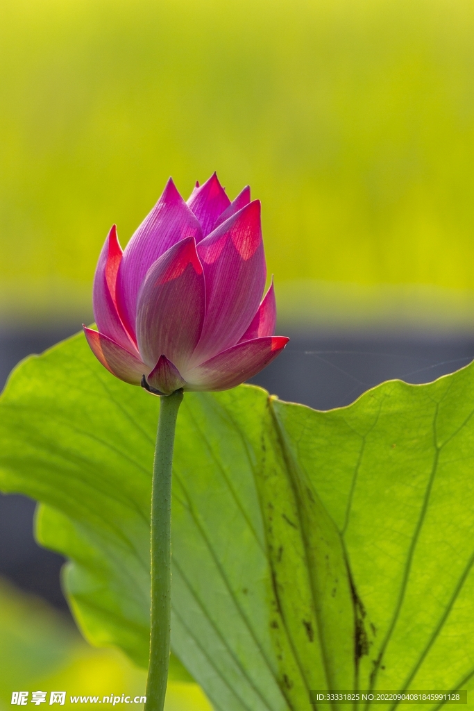 莲花