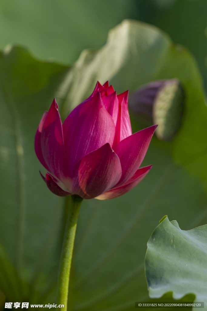 莲花