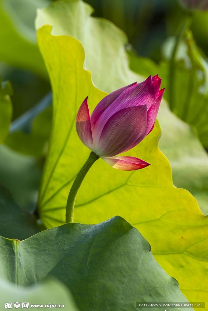 莲花