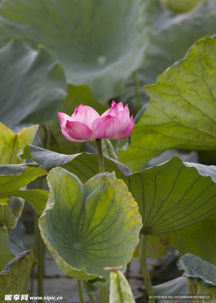 莲花