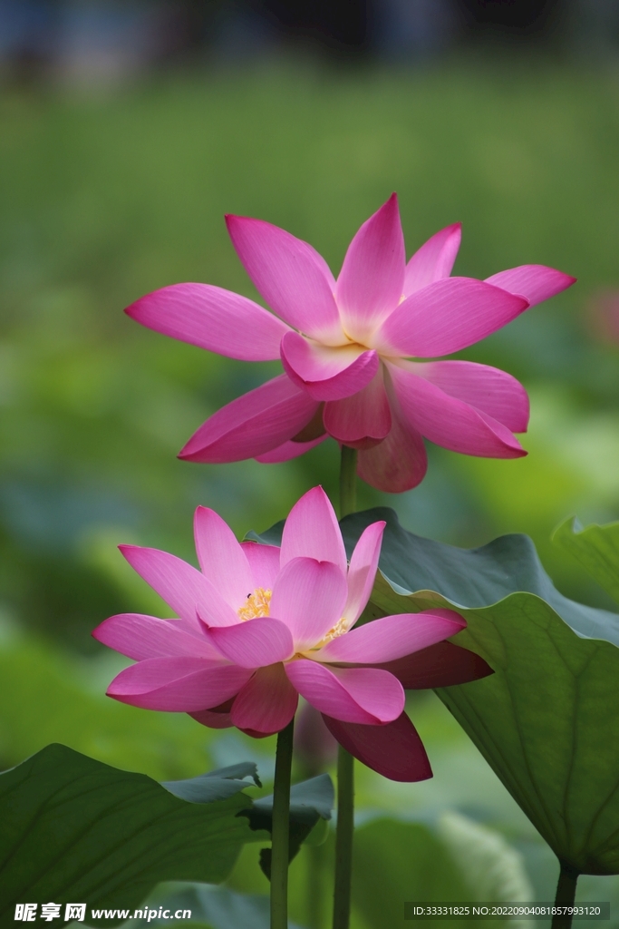莲花