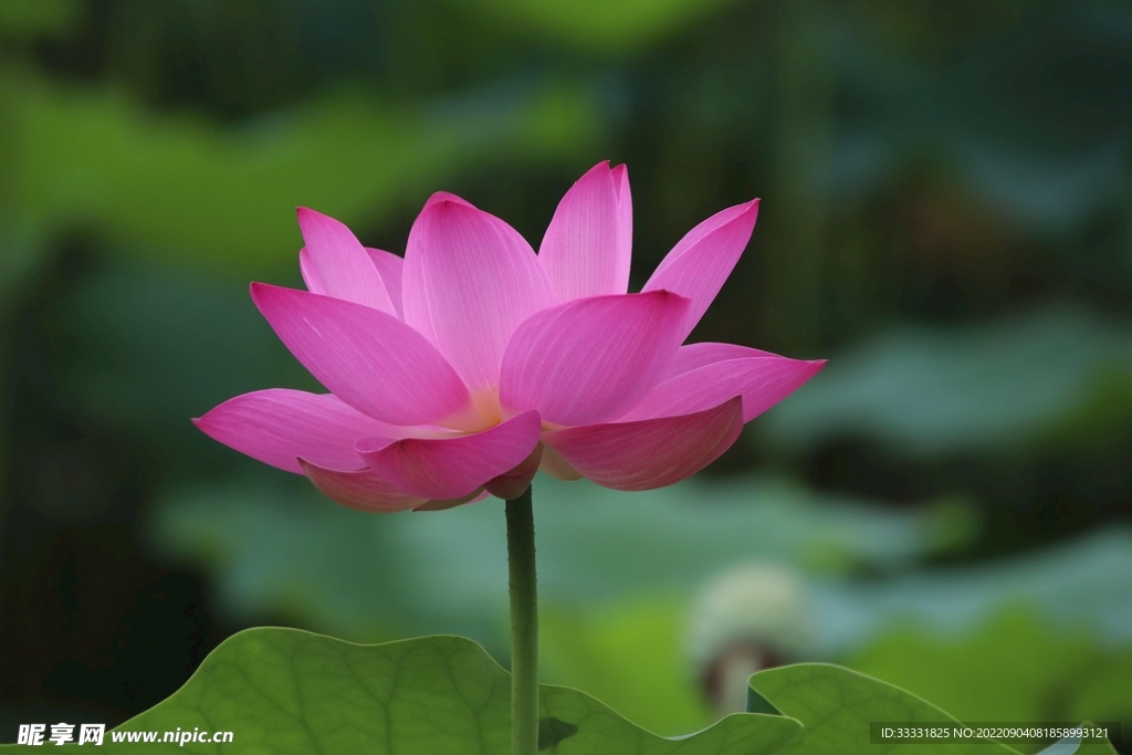 莲花
