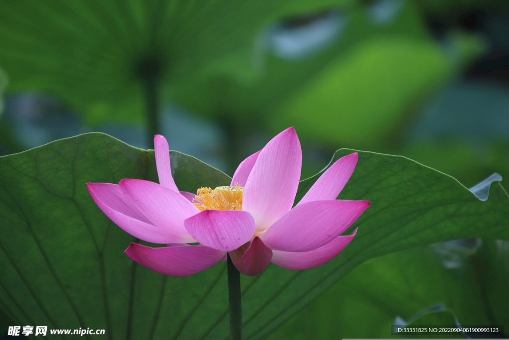 莲花