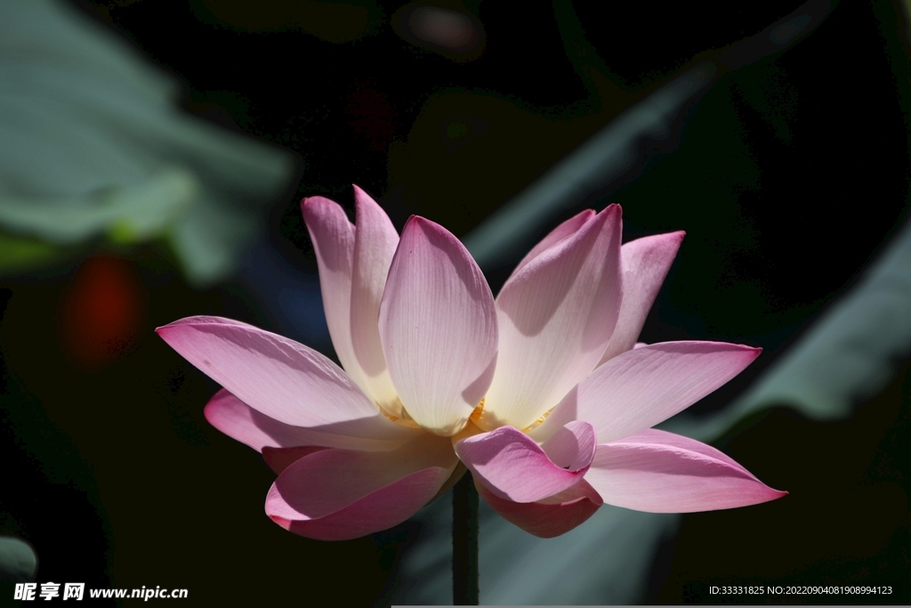 莲花