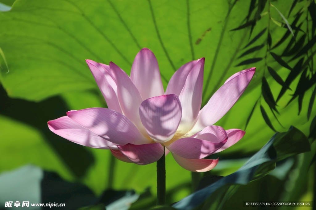 莲花