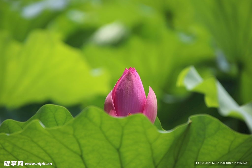莲花