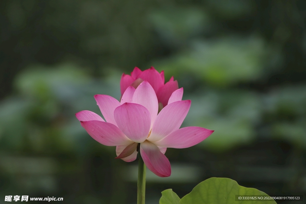 莲花