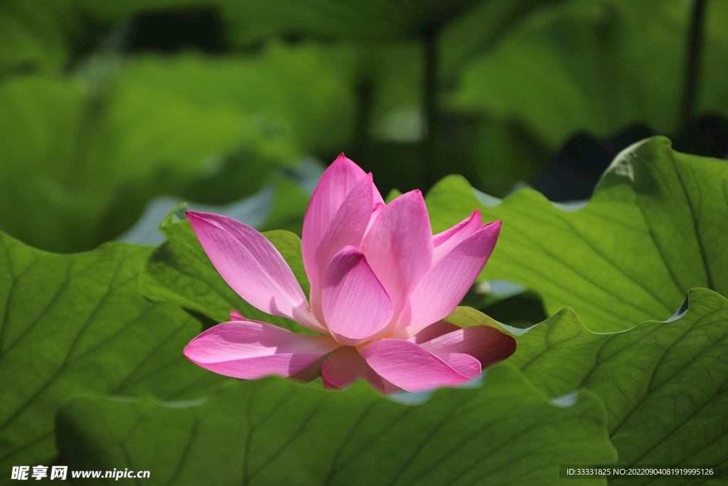 莲花
