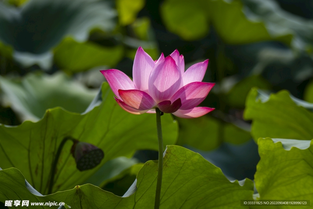莲花