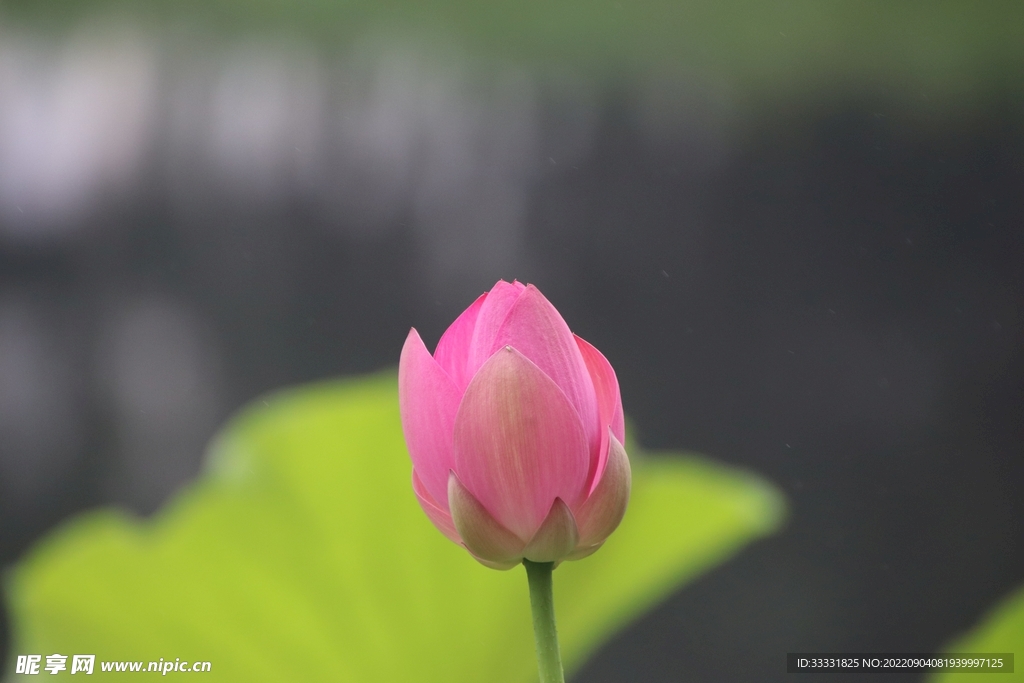 莲花