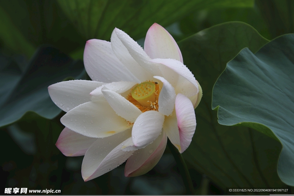 莲花