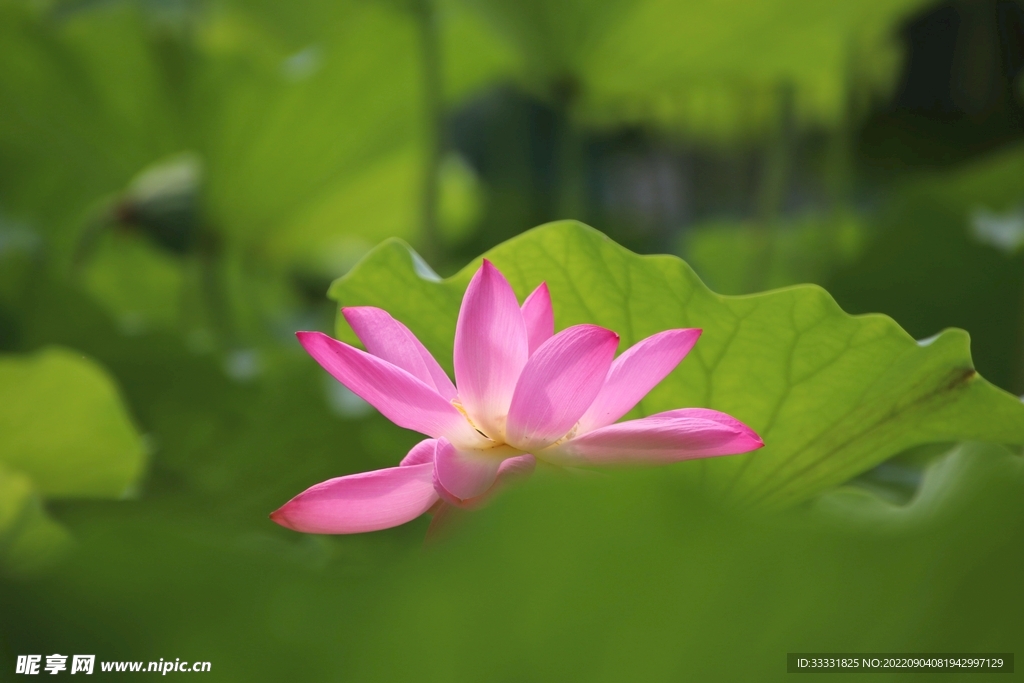 莲花