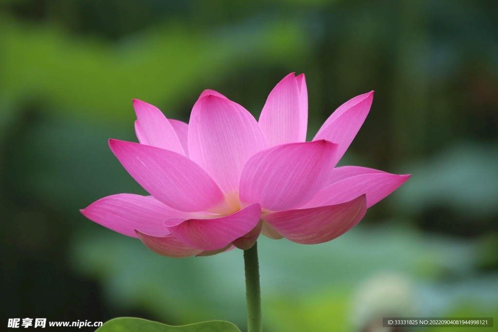 莲花