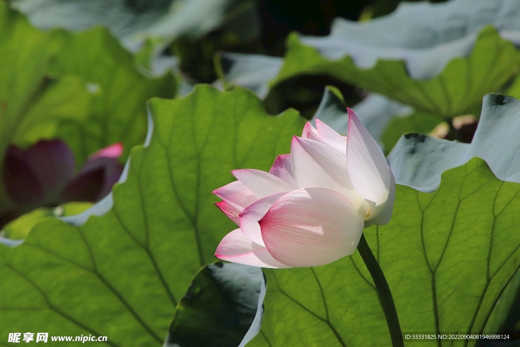 莲花