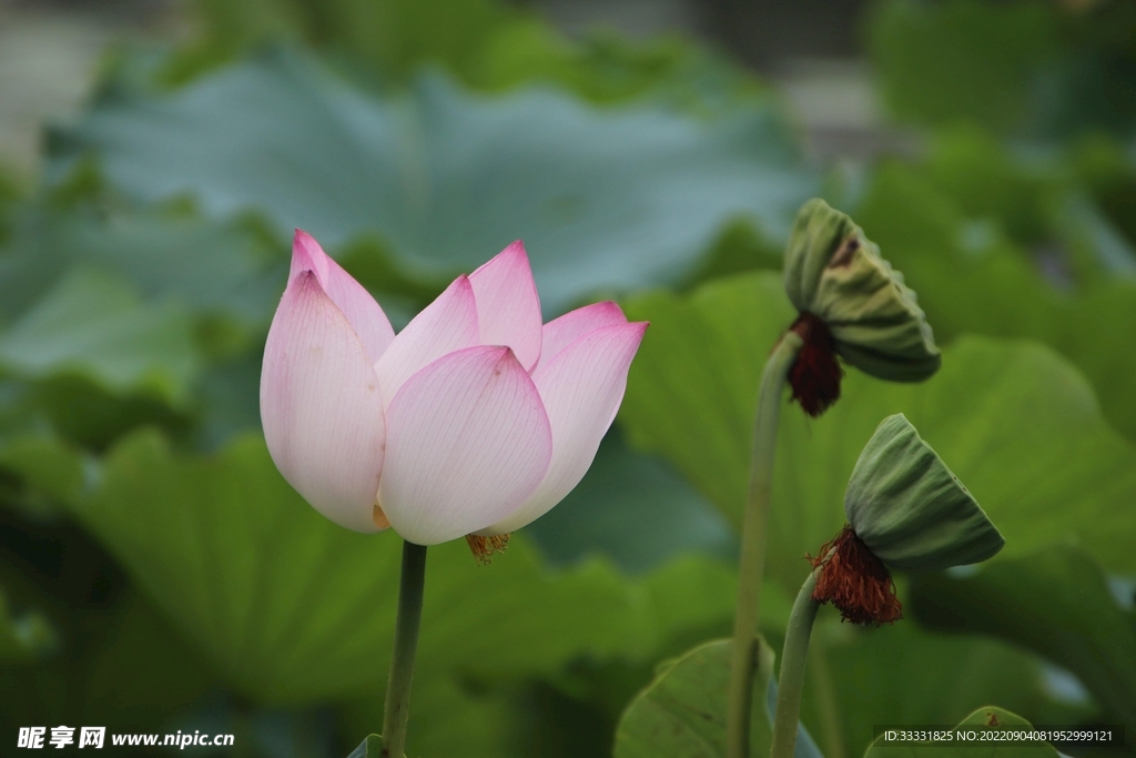 莲花