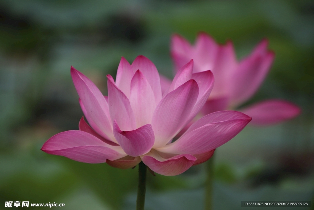 莲花