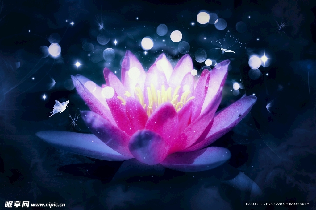莲花