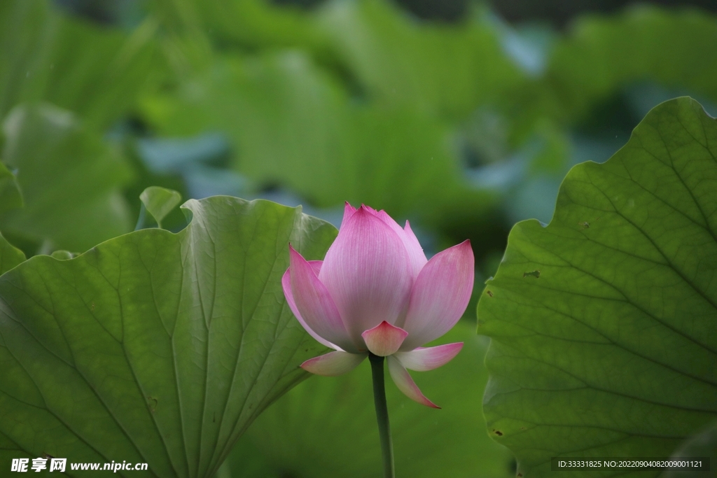 莲花
