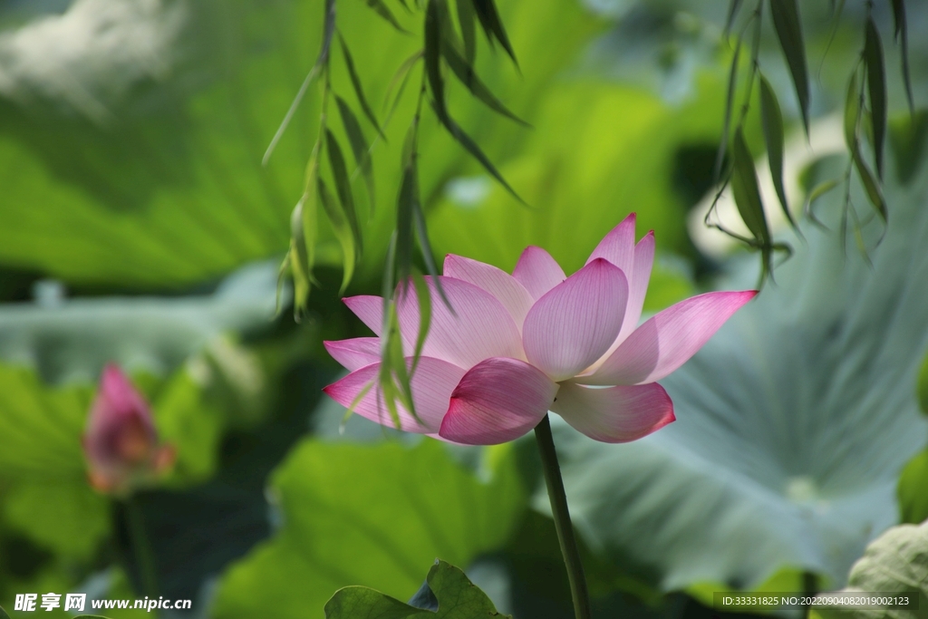 莲花