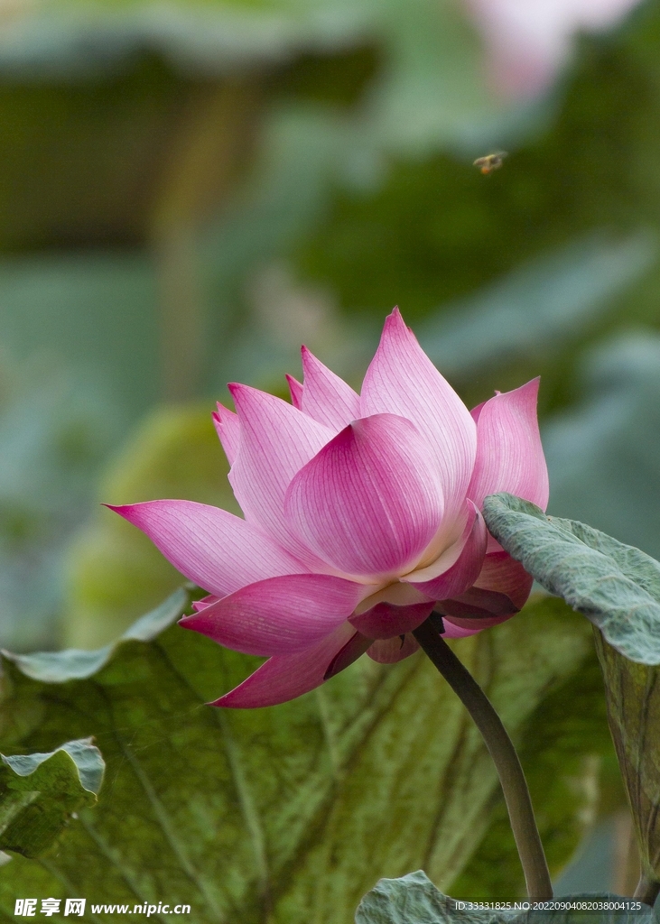 莲花