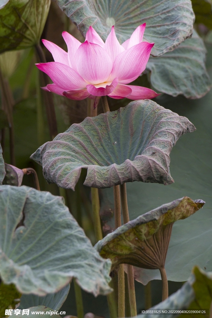 莲花