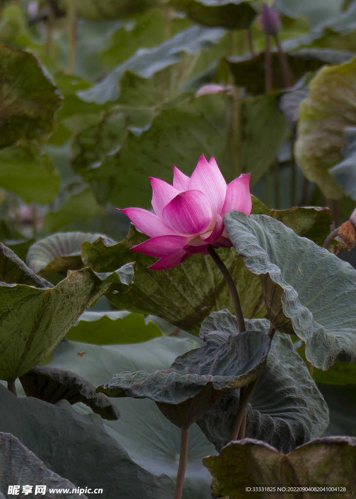 莲花