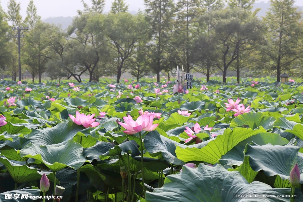 莲花