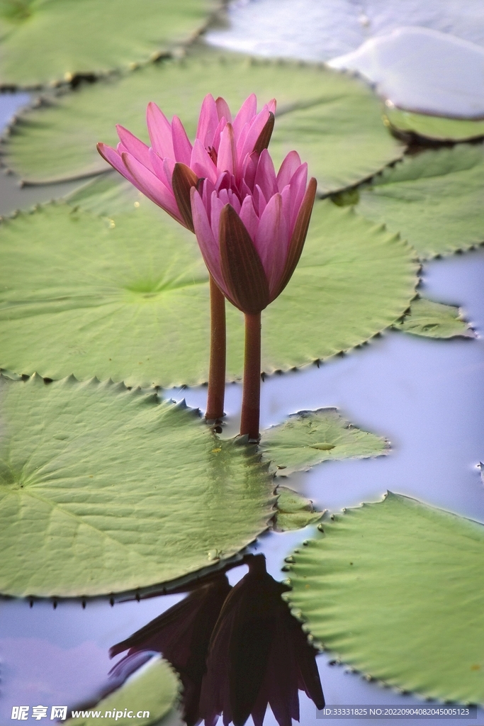 莲花