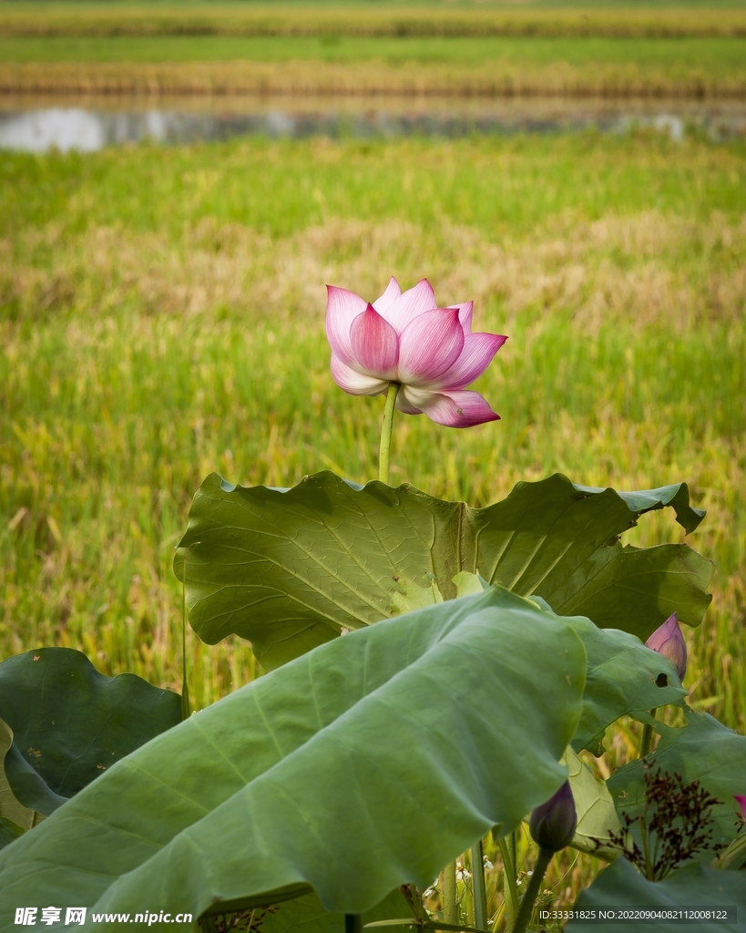 莲花