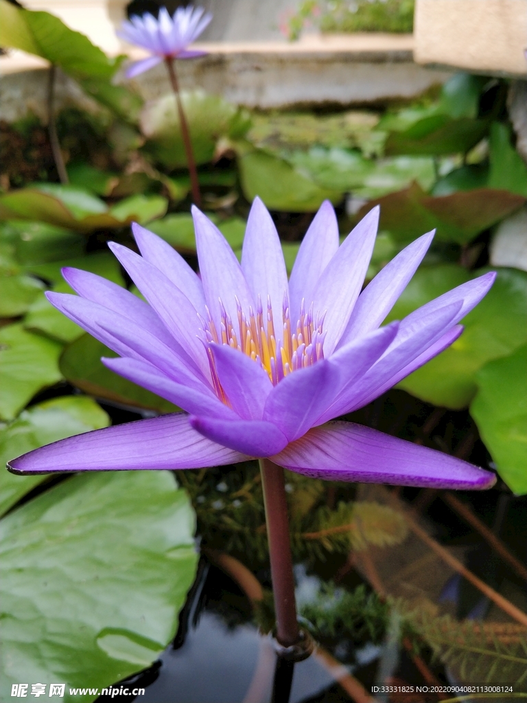 莲花
