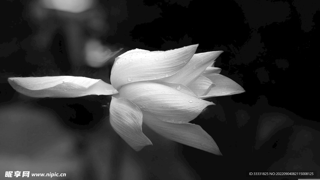 莲花