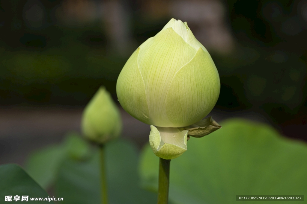 莲花