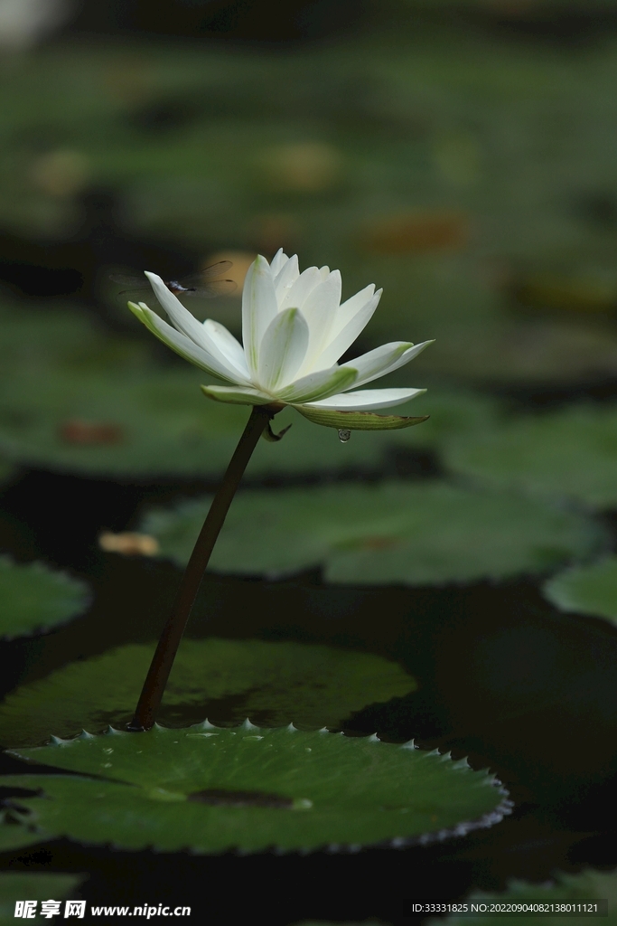 莲花