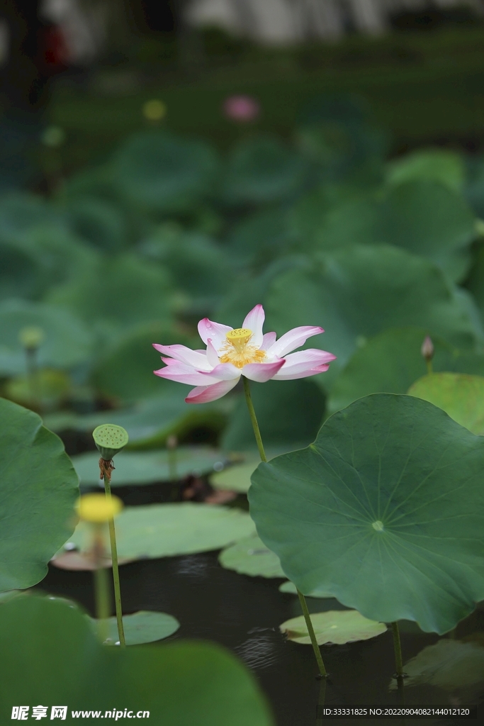 莲花